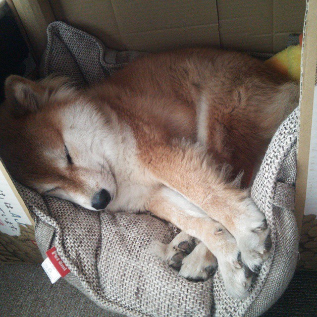 破茧成王，塔图姆在总决赛之夜的不朽定义