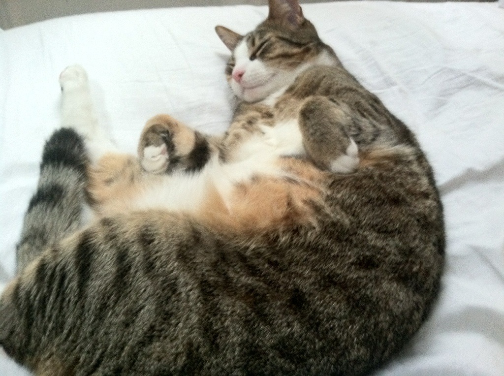 姆巴佩闪电两击撕裂纪录，里昂寒夜爆冷掀翻拜仁王朝