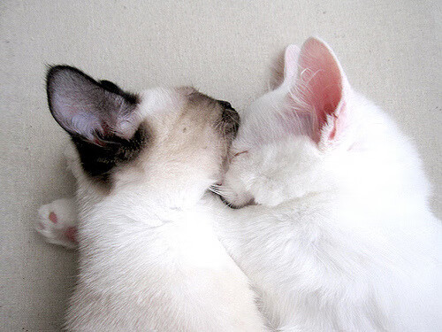 奥运棋局中的关键落子，解析美国队如何以战术钥匙锁定埃及的突围之路