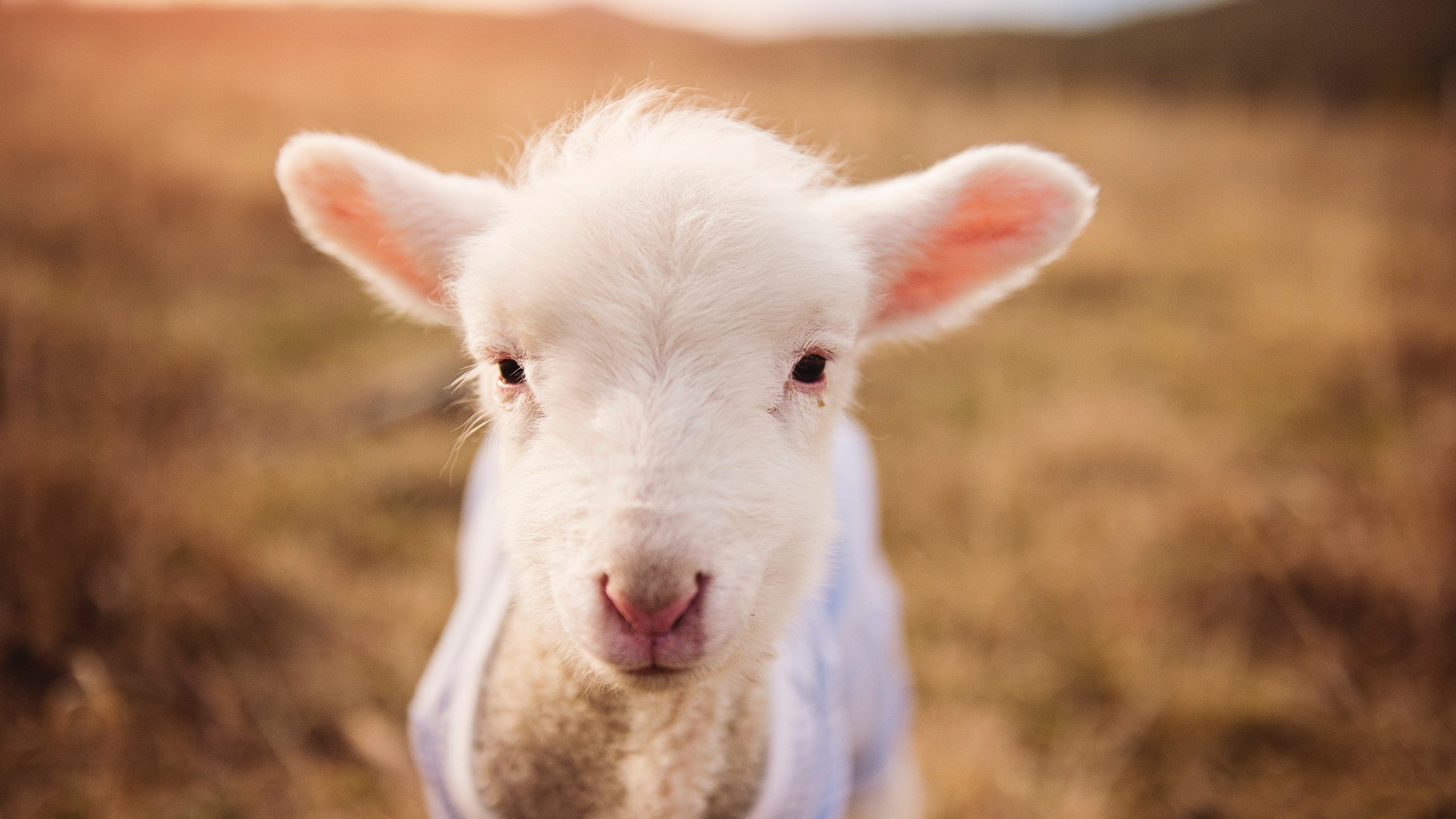 天塌了，我们自己补！欧文末节16分神迹撕裂国王，勇士绝境逆袭的终极密码