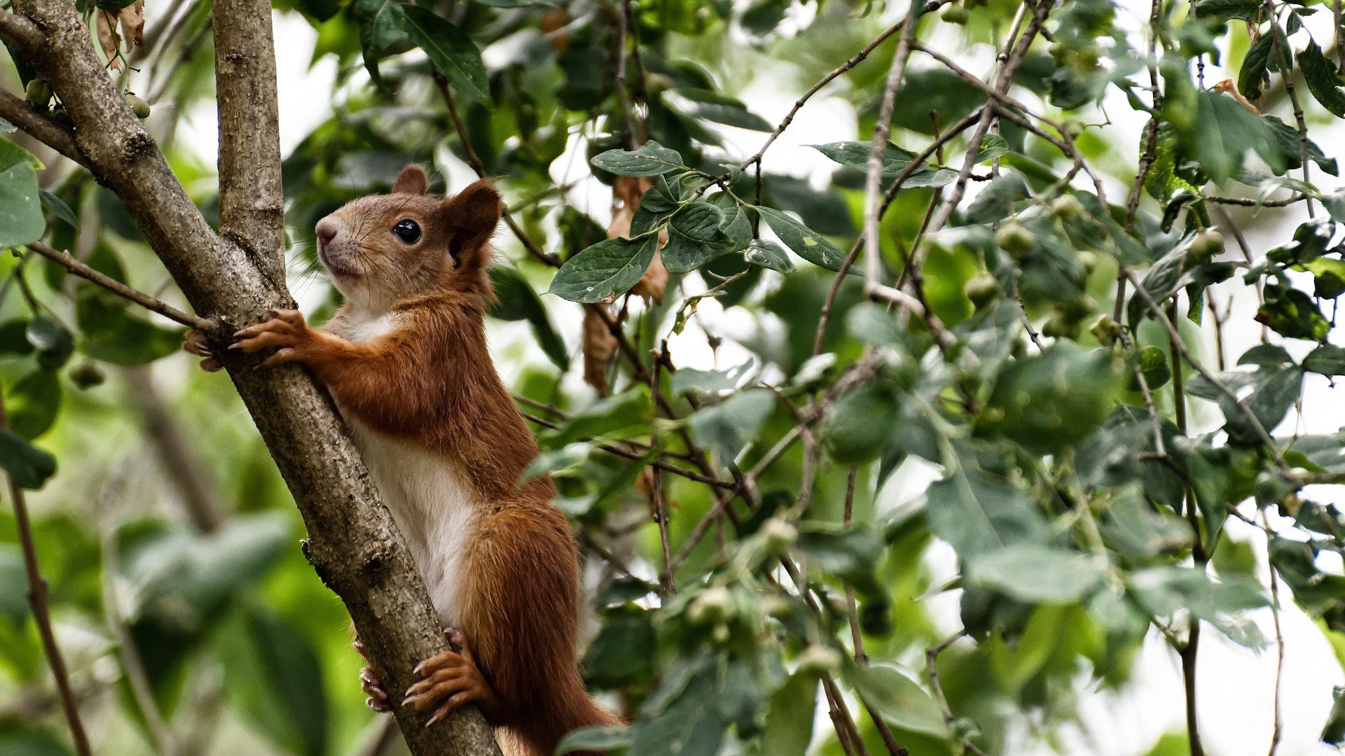 绝境引爆者!杰伦格林关键节点连砍12分率队翻盘 开拓者末节窒息防守锁死黄蜂