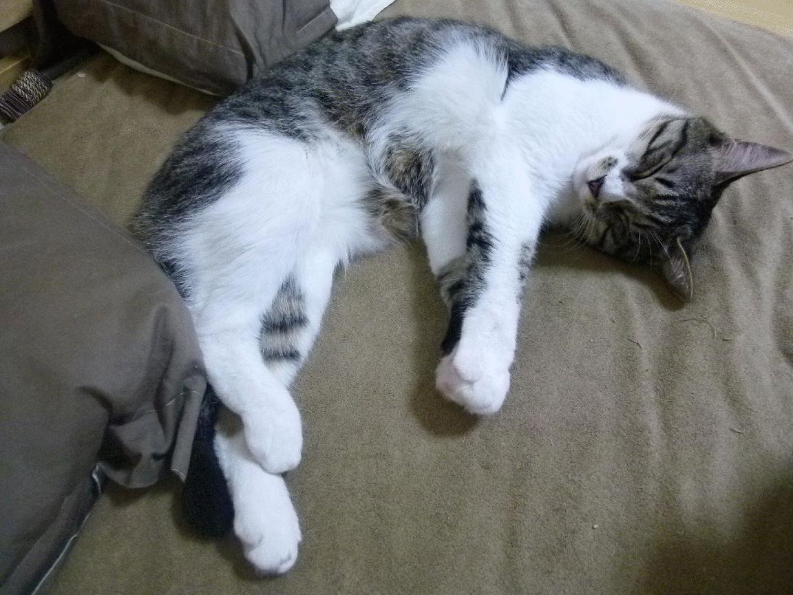 摧枯拉朽！辽宁队碾压广厦队夺赛点，福格斯成最冷血的刀