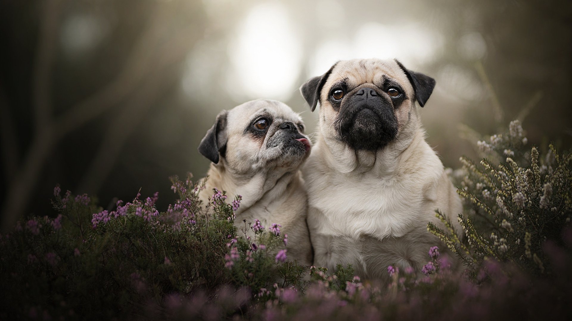 从炮弹到足球,伊拉克如何在创伤中走出自己的足球之路