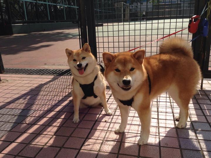 跨界烽火台，当76人英超式冲垮黄蜂，哈登的冠军基因如何在不同赛场点燃？