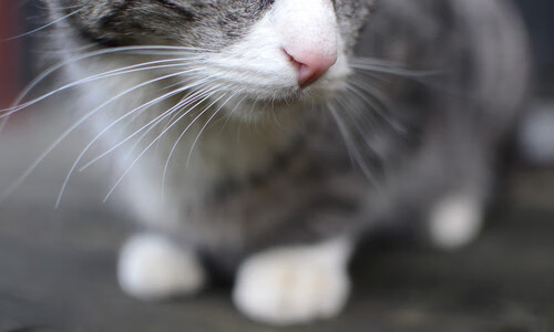 17年德甲等待今夜终结！最另类零数据里程碑，由非洲门神在争冠夜书写