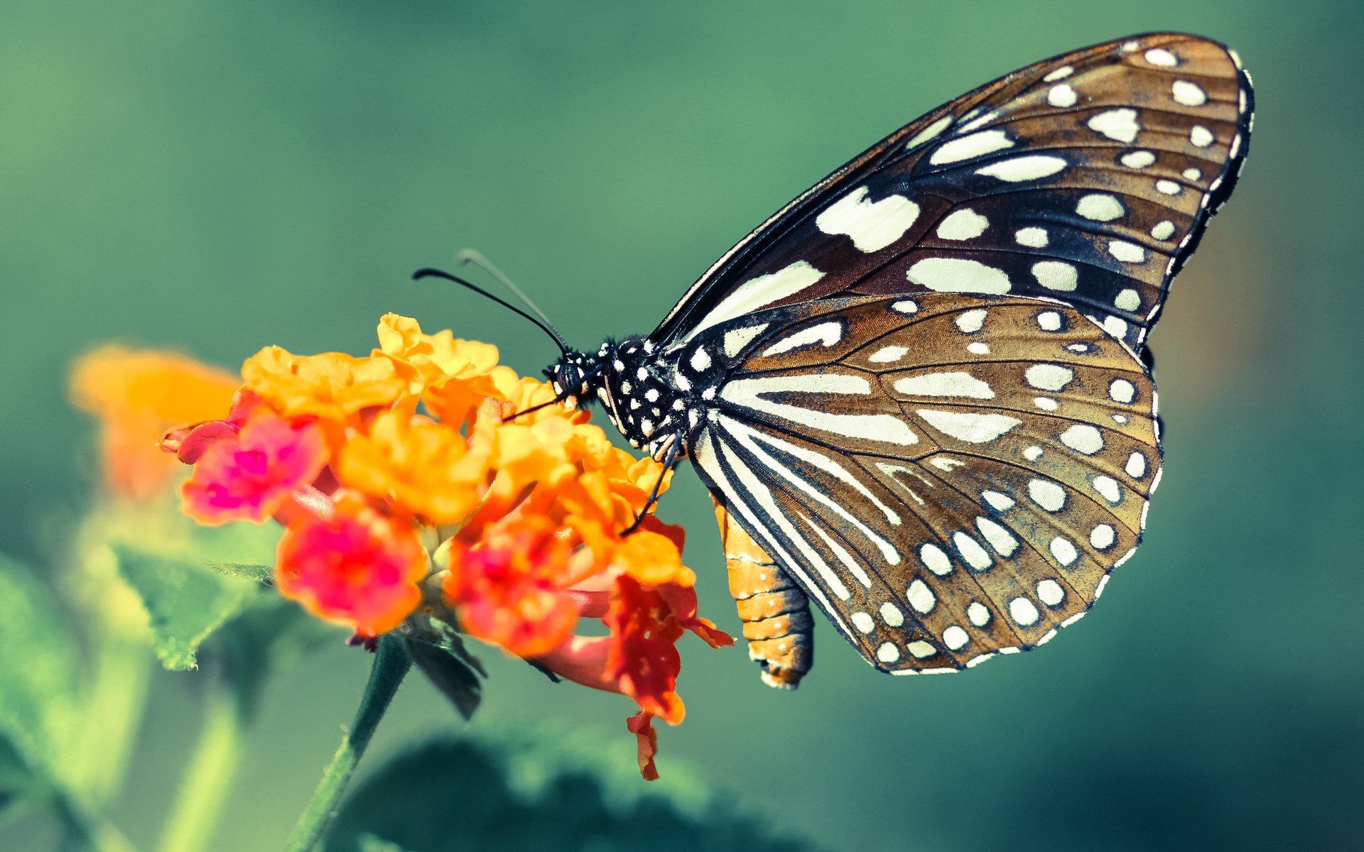 第三节狂潮与领袖崛起，跨越联赛的篮球智慧