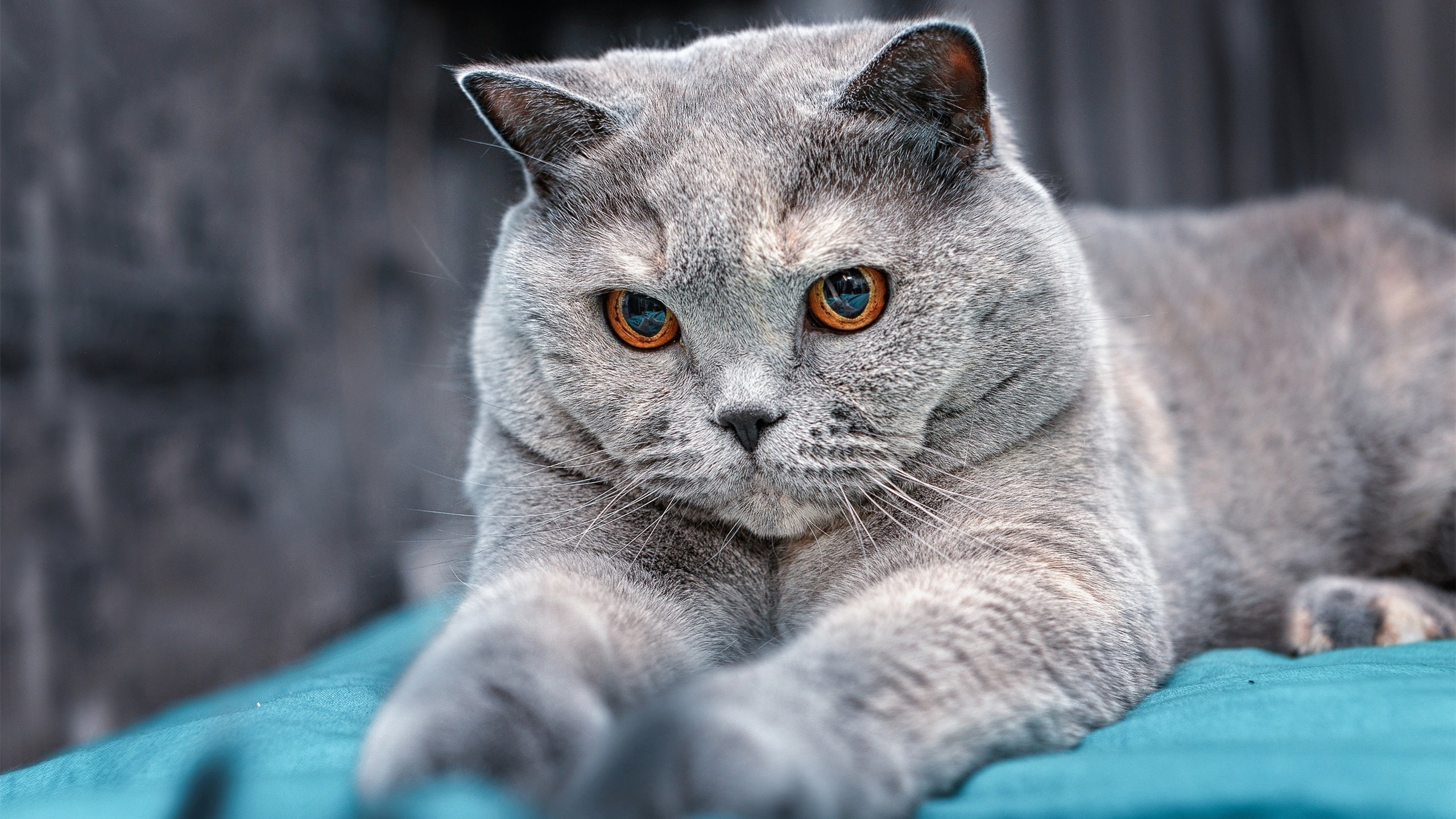 鏖战绿军！恩比德关键先生降临，鹈鹕防线崩于最后一刻